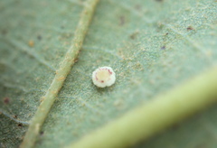 Neuroterus umbilicatus