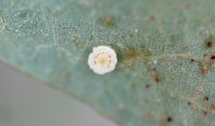 Neuroterus umbilicatus