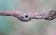 Zapatella quercusmedullae