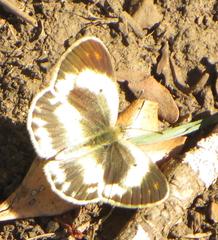 Colotis antevippe gavisa
