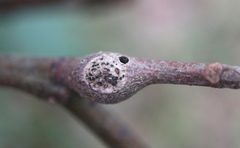 Zapatella quercusmedullae