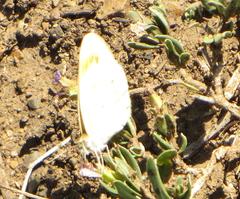 Colotis antevippe gavisa