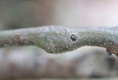 Zapatella quercusmedullae