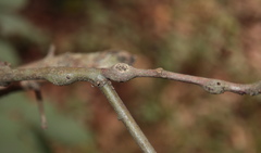 Zapatella quercusmedullae