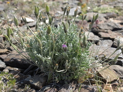 Oxytropis parryi