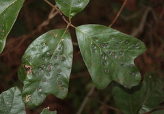 Callirhytis bipapillata