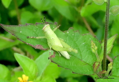 Abracris flavolineata