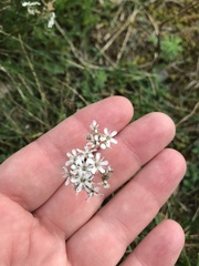 Gypsophila fastigiata