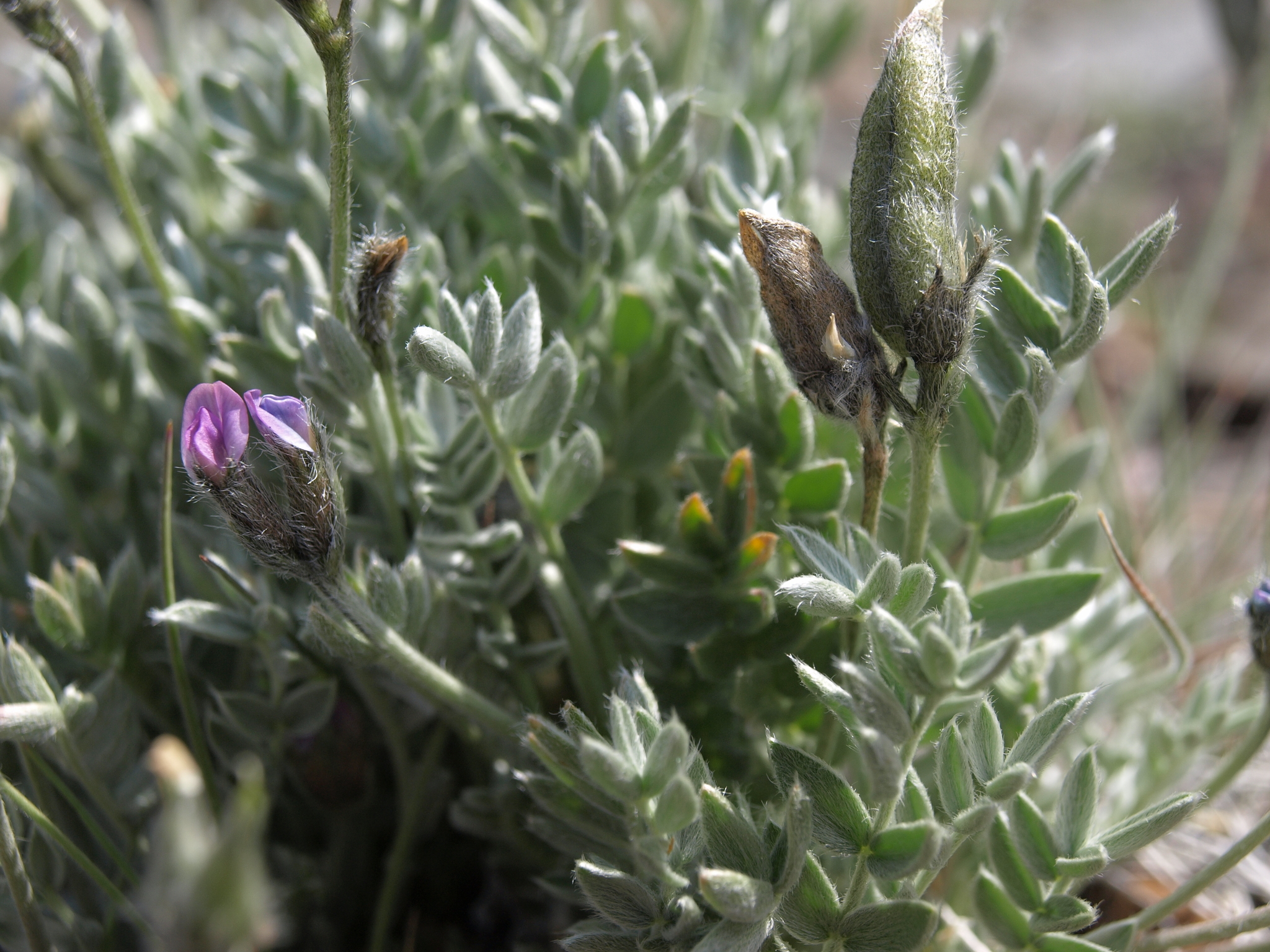 Oxytropis parryi