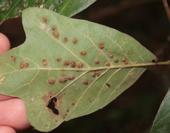 Callirhytis bipapillata