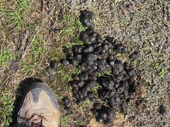 Connochaetes taurinus taurinus