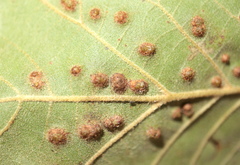 Callirhytis bipapillata