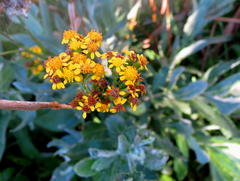 Senecio lanceus