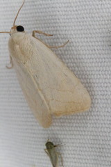 Bagisara buxea