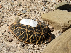 Psammobates tentorius