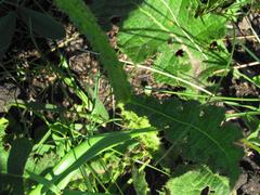 Berkheya umbellata