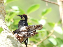 Melanerpes formicivorus angustifrons