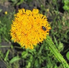 Berkheya umbellata