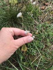 Gypsophila fastigiata