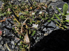 Epilobium microphyllum