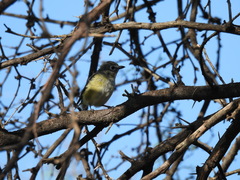 Vireo cassinii lucasanus