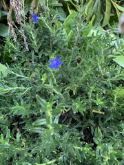 Lithodora