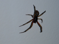 Steatoda nobilis
