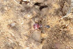 Ocymyrmex