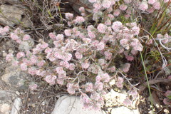 Erica pilosiflora