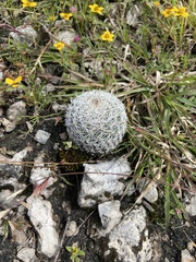 Mammillaria haageana