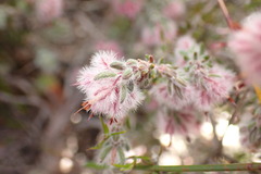 Erica pilosiflora