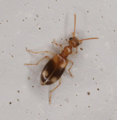 Stricticomus tobias