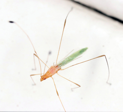 Metacanthus multispinus