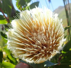 Protea mundii