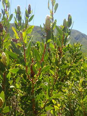 Protea mundii