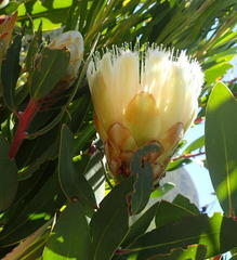 Protea mundii