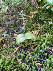 Neottia banksiana