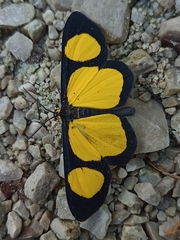 Cyllopoda jatropharia