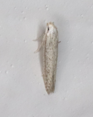 Haplochrois bipunctella