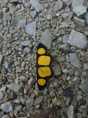 Cyllopoda jatropharia