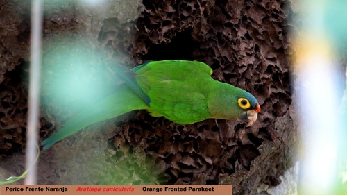 Orange-fronted Parakeet