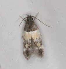 Triclonella determinatella