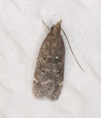 Helcystogramma melantherella
