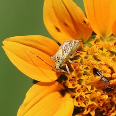 Taedia marmorata