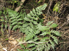 Polystichum oculatum