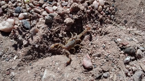 Thick-handed Scorpion