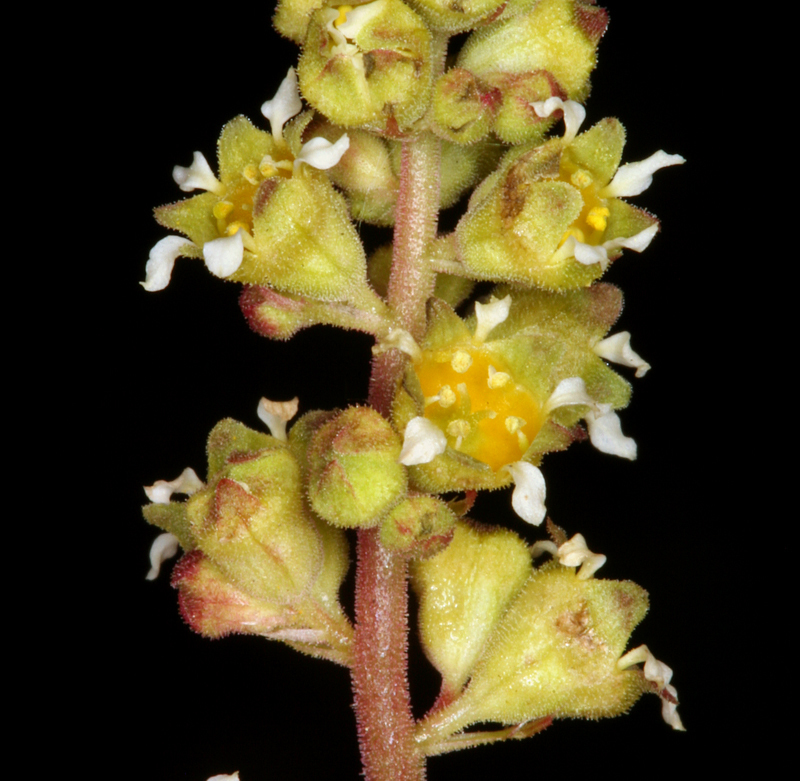 littleleaf alumroot