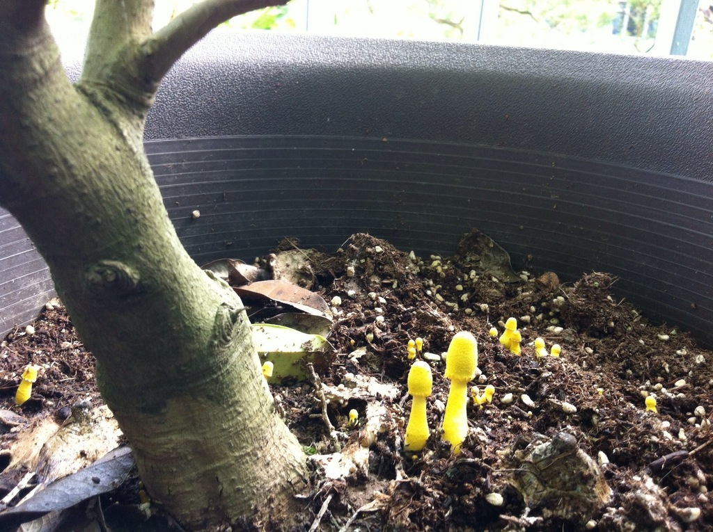 Leucocoprinus birnbaumii · September 2014 · photo: © ineni (iNaturalist, cc-by)
