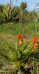 Aceria aloinis