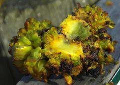 Aceria aloinis
